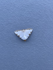 Eulepidotis testaceiceps