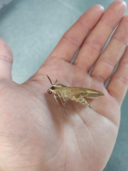 Hyles livornica