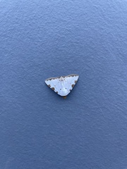 Eulepidotis testaceiceps