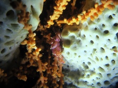 Phyllodesmium poindimiei