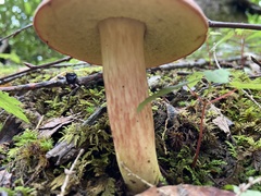 Boletus miniato-olivaceus