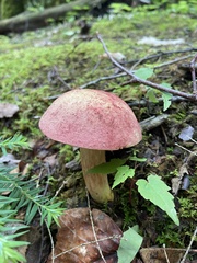 Boletus miniato-olivaceus