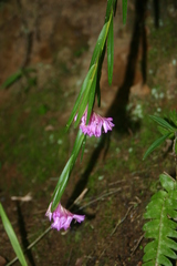 Isochilus linearis