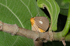 Asota plaginota