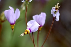 Primula pauciflora cusickii