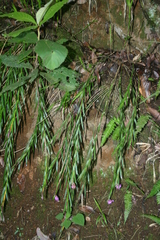 Isochilus linearis