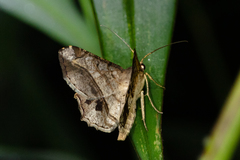 Chiasmia cymatodes