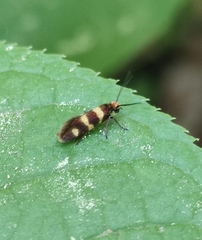 Micropterix aureatella