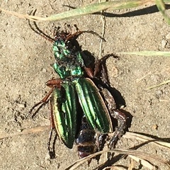 Carabus auratus