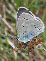 Glaucopsyche lycormas