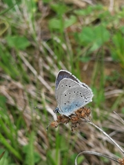 Glaucopsyche lycormas