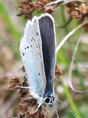 Glaucopsyche lycormas