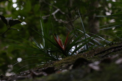 Freycinetia excelsa