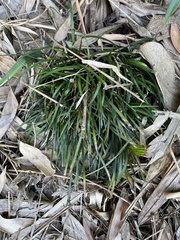 Ophiopogoneae
