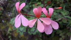 Pelargonium frutetorum