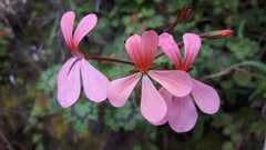 Pelargonium frutetorum