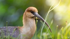 Theristicus melanopis