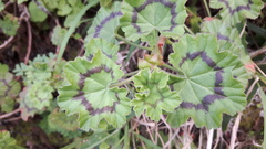Pelargonium frutetorum