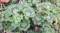 Pelargonium frutetorum