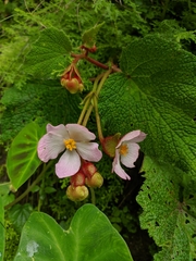 Begonia picta