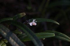 Dendrobium taylorii