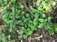 Stachytarpheta urticifolia