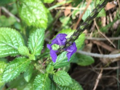 Stachytarpheta urticifolia