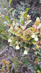 Diospyros scabrida