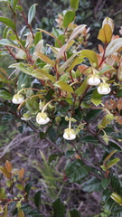 Diospyros scabrida