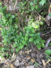 Stachytarpheta urticifolia