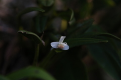 Dendrobium taylorii