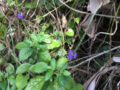 Stachytarpheta urticifolia