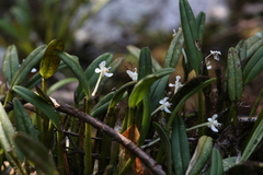Dendrobium taylorii