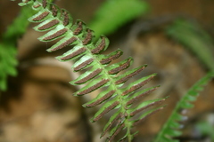 Blechnum appendiculatum
