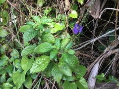 Stachytarpheta urticifolia