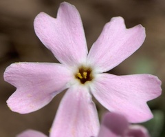 Phlox amabilis