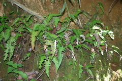Blechnum appendiculatum