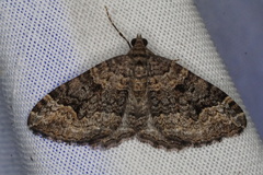 Chrysolarentia gypsomela
