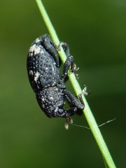 Tyloderma foveolatum