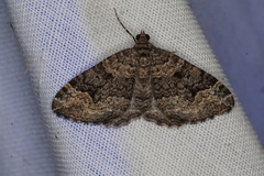 Chrysolarentia gypsomela