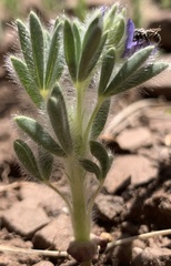 Lupinus kingii