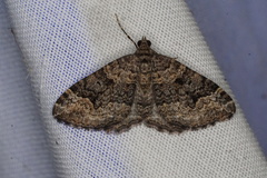 Chrysolarentia gypsomela