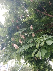 Aesculus hippocastanum