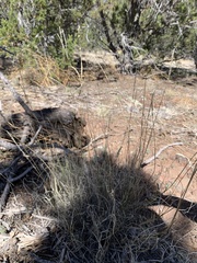 Muhlenbergia wrightii