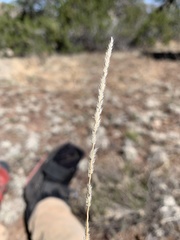 Muhlenbergia wrightii
