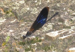 Euphaea splendens