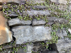 Cymbalaria muralis