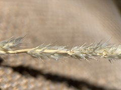 Muhlenbergia wrightii