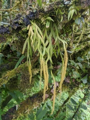 Oberonia falcata