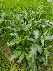 Rumex